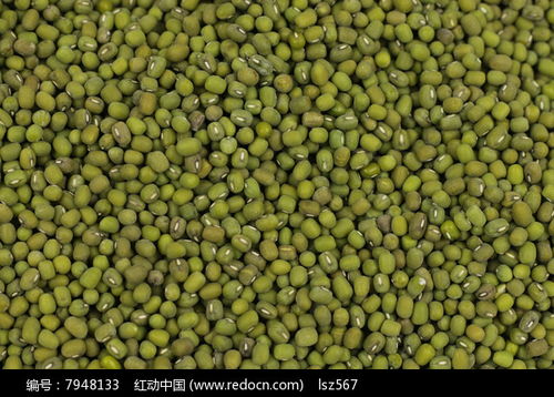 農(nóng)副產(chǎn)品綠豆高清圖片下載與紅動網(wǎng)食品銷售